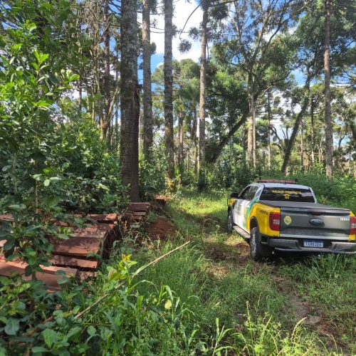 Desmatamento e madeira irregular resultam em R$ 21 mil em multas&nbsp;