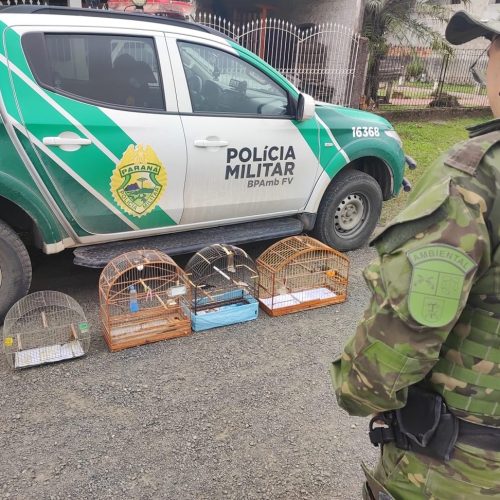 Polícia Ambiental apreende 36 aves mantidas irregularmente em cativeiro na região