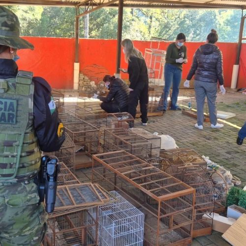 Polícia Ambiental e IAT resgatam aves silvestres vítimas de maus-tratos