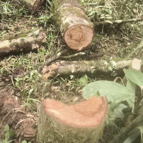 Fiscalização ambiental autua homem por corte irregular de árvore e uso de motosserra sem licença