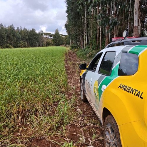 Polícia Ambiental identifica desmatamento ilegal durante operação na região