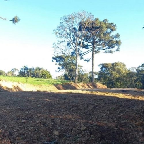Polícia Ambiental identifica corte ilegal de árvores e embarga propriedade rural na região
