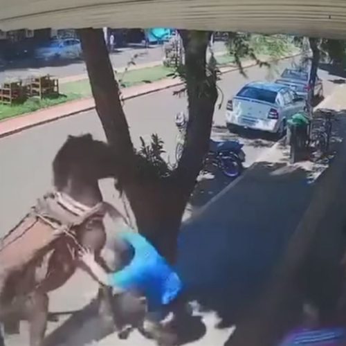 Vereador é mordido por burro enquanto caminhava em calçada no Paraná