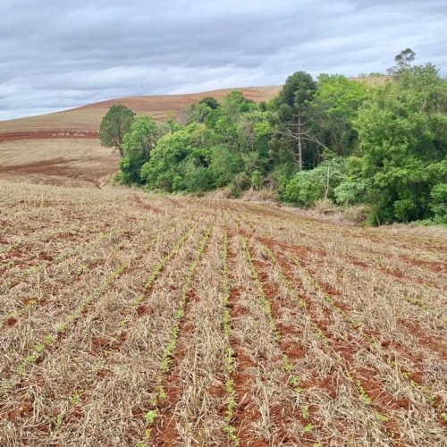 Polícia Ambiental flagra desmatamento ilegal e aplica R$ 83 mil em multas no PR