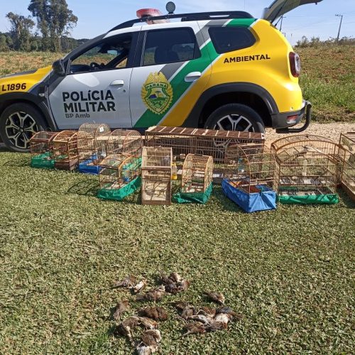 Polícia Ambiental resgata 44 pássaros em cativeiro e autua responsável em R$ 87 mil