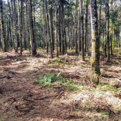 Polícia Ambiental identifica corte ilegal de 88 araucárias em propriedade rural