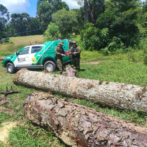 Polícia Ambiental flagra corte ilegal de araucárias e cedro em propriedade rural na região