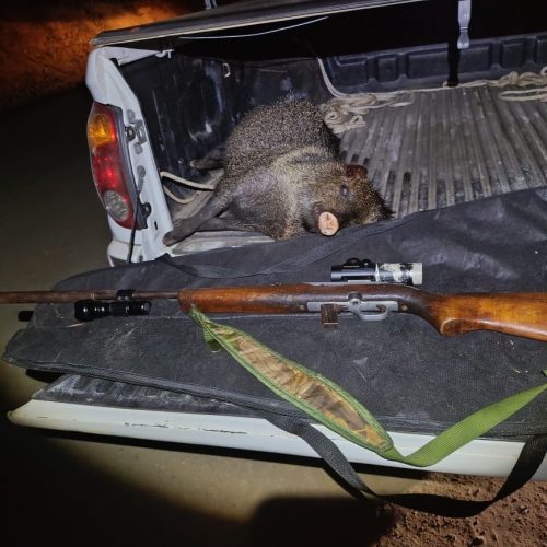 Polícia Ambiental flagra caça ilegal e apreende carabina e animal abatido