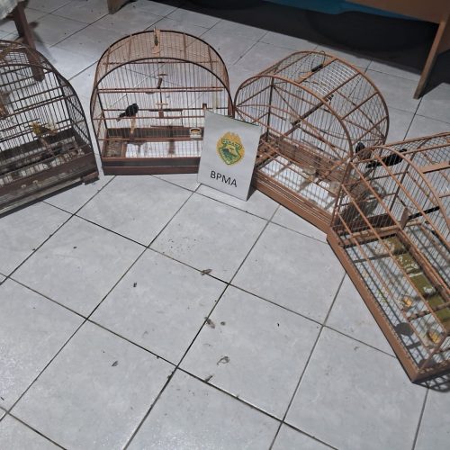 Polícia Ambiental autua criadores por irregularidades em aves nativas na região