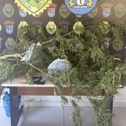 Polícia Militar apreende pé de maconha e prende suspeito na região