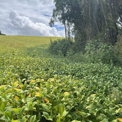 Desmatamento ilegal gera multas e embargo de área rural na região