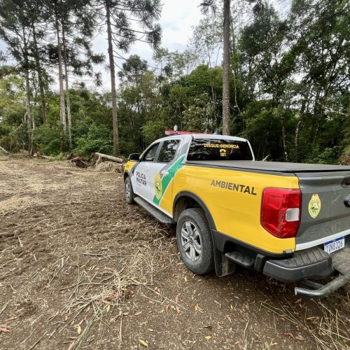 Polícia Ambiental flagra destruição de vegetação nativa&nbsp;na região