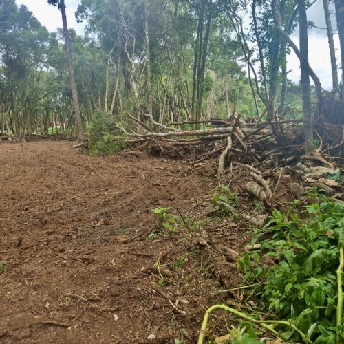 Dano ambiental em área de mata resulta em multa de R$ 28 mil em Carambeí