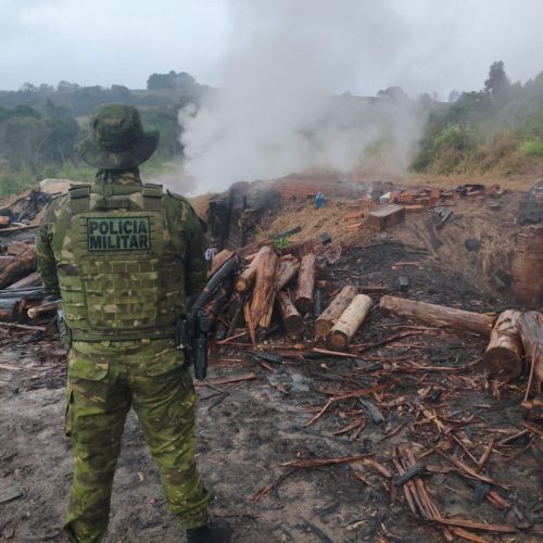Polícia Ambiental embarga fornos de carvão irregulares e apreende aves silvestres no PR