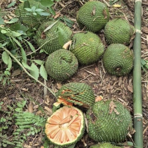 Polícia Ambiental apreende pinhão verde coletado ilegalmente&nbsp;na região