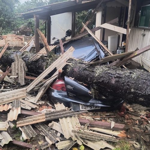 Araucária desaba sobre carro durante chuva em Carambeí