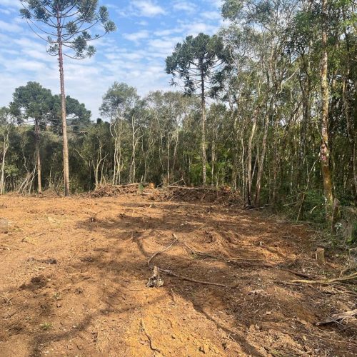 PM Ambiental constata dano à vegetação nativa e aplica multa de R$ 28 mil na região