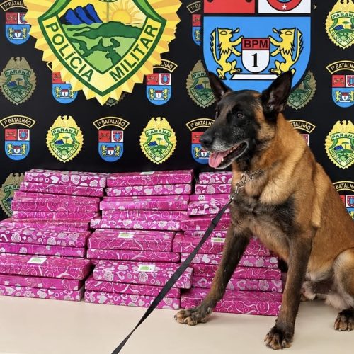 Choque K9 apreende mais de 73 kg de maconha durante operação na região