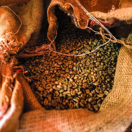 Paraná pode produzir até 750 mil sacas de café em 172 municípios em 2024, aponta boletim