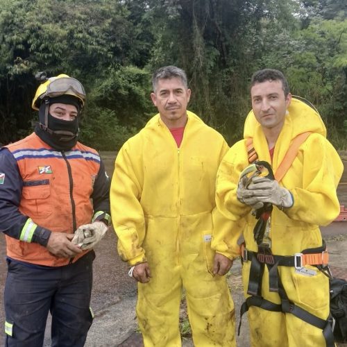 Araçari fica preso em linha de pipa a 12 metros de altura e mobiliza resgate em Carambeí
