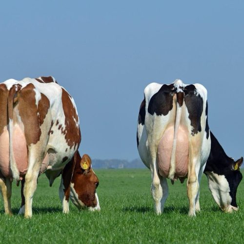 Reprodução e sanidade de bovinos leiteiros foram prioridades da Vetoquinol na 17ª Expofrísia