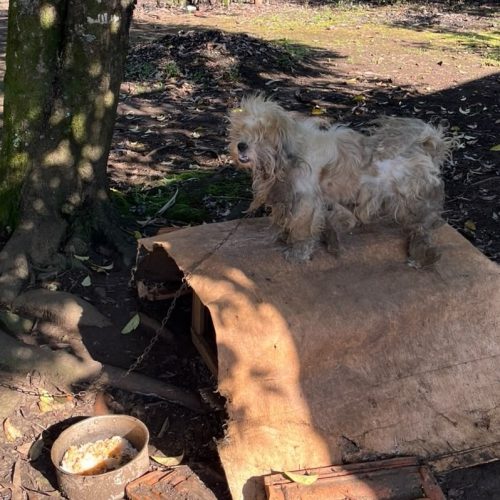 Mulher é presa por maus-tratos após manter cão acorrentado em condições precárias na região