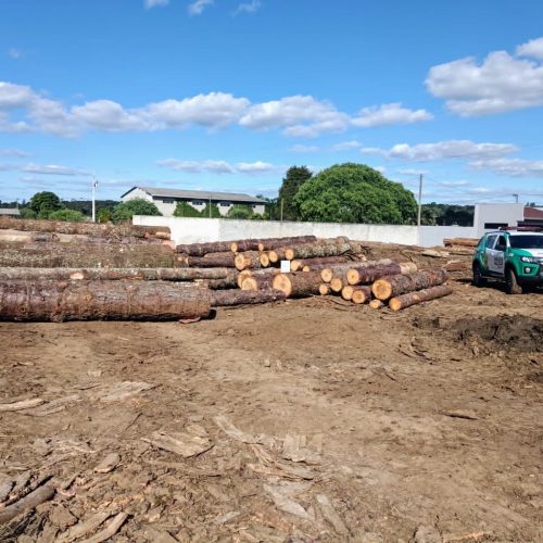 Serraria é flagrada com mais de 89 m³ de araucária ilegal na região