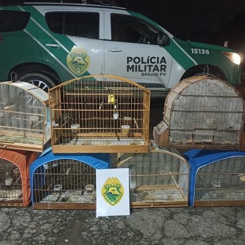 PM Ambiental apreende sete trinca-ferros mantidos ilegalmente em cativeiro no PR