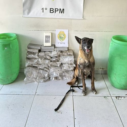 Polícia Militar apreende mais de 50 kg de drogas&nbsp;na região
