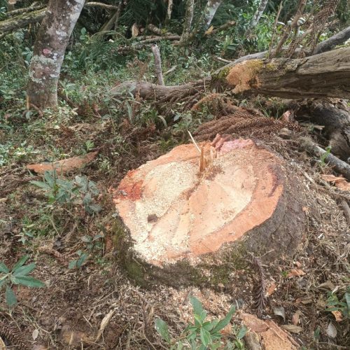 Produtor rural é multado por corte ilegal de araucárias na região