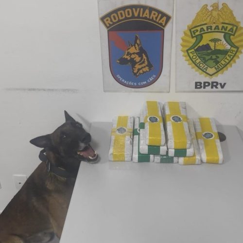 Ação da PM com apoio de cão farejador apreende quase 7 kg de maconha em ônibus na PR-151