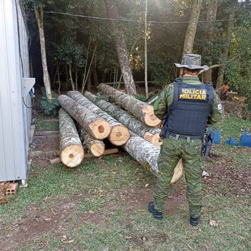 Polícia Ambiental flagra corte ilegal de árvores nativas na região