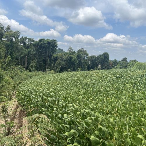 Desmatamento identificado por satélite resulta em multa ambiental