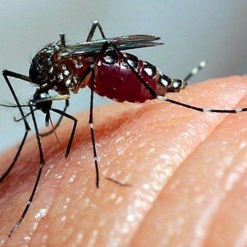 Saúde confirma 20.610 novos casos de dengue e mais 13 óbitos no Paraná