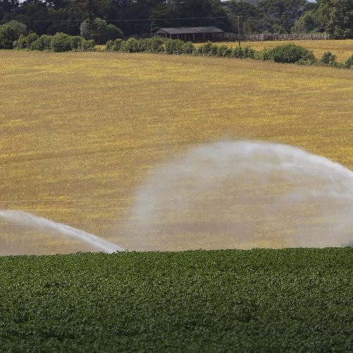 ICMS zero: Paraná prorroga isenção para produtos agropecuários até 2026