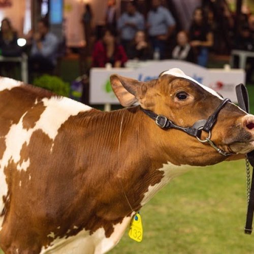 Sustentabilidade é um dos principais temas da Expofrísia