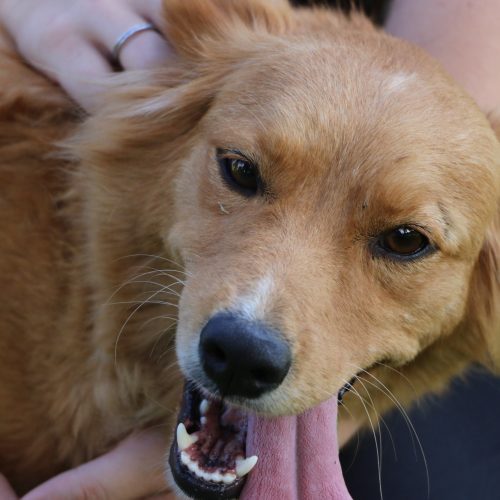 Castro abre inscrições para castração gratuita de cães e gatos pelo programa Castra Pet