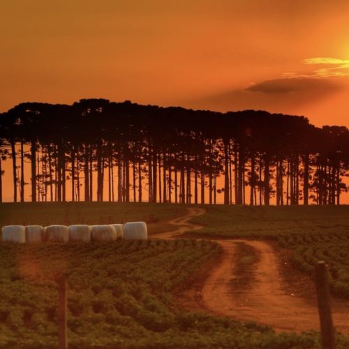 Carambeí celebra o Dia da Araucária com orgulho e preservação