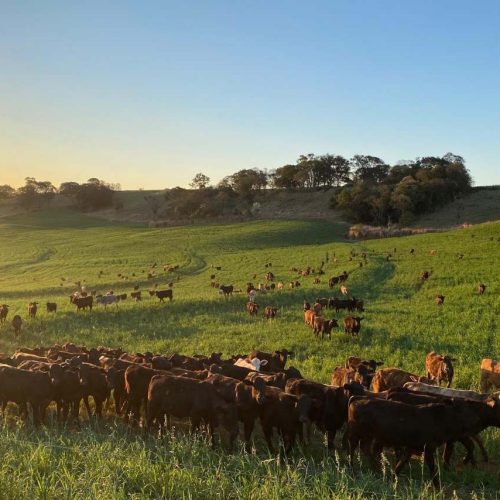 Atualização de rebanhos entra na última semana com 70,3% das propriedades cadastradas