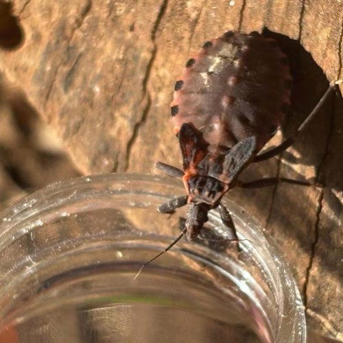 Saúde alerta sobre prevenção contra o bicho-barbeiro para evitar a doença de Chagas