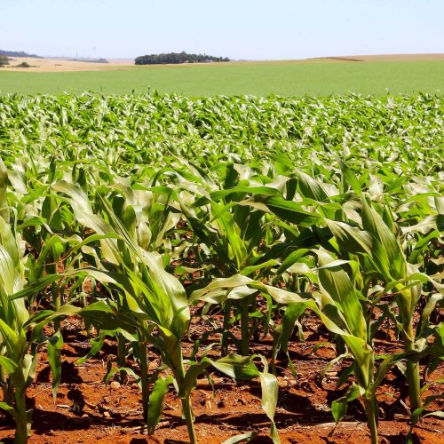 Mesmo com altas temperaturas e chuvas irregulares, soja e milho avançam no Paraná