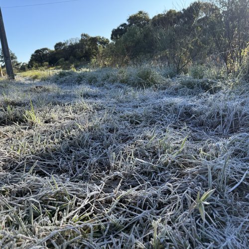 Com -7,8°C, quarta-feira teve menor temperatura do ano no Paraná e geada na Capital