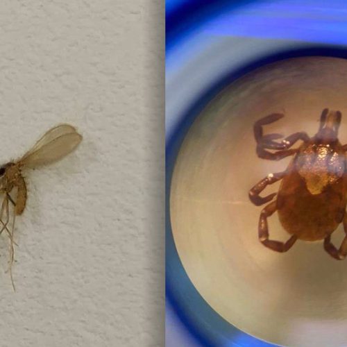 Saúde reforça cuidados contra transmissores de doenças