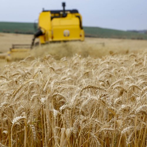 Mesmo com geadas, lavouras do Paraná mantêm grande ritmo produtivo