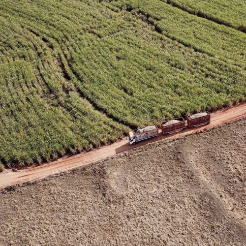 Colheita de soja atinge 14% e safras de feijão e cana-de-açúcar têm boa produtividade