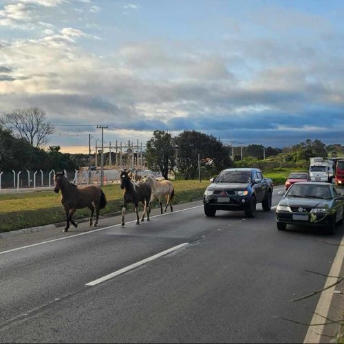 Cavalos soltos causam transtorno no trânsito na PR-151, em Carambeí