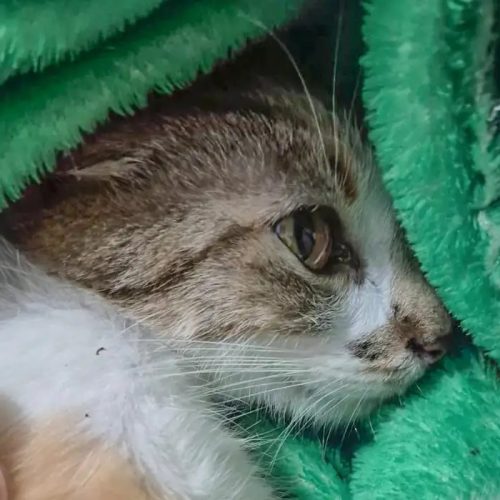 Mulher é presa após arremessar gata do 12º andar de prédio em Curitiba