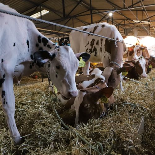 Atualização do rebanho de 2025 termina com 86,7% das propriedades cadastradas