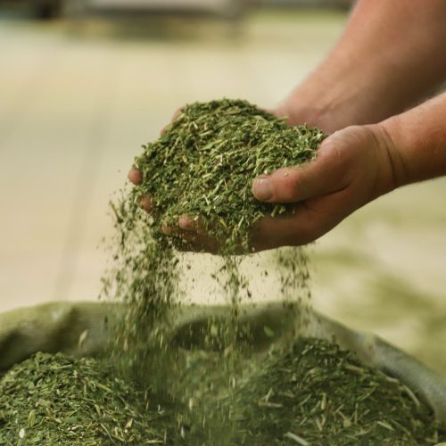 Crescimento da produção de erva-mate do Paraná supera outros estados do Sul