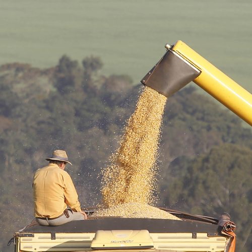 1ª safra de milho pode ter resultado histórico no Paraná; 2ª safra tem chance de recorde